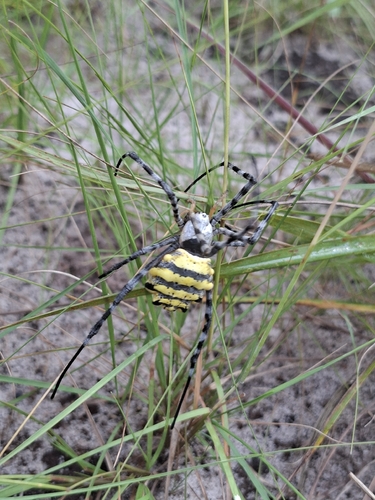Common Garden Orbweb Spider