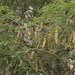 Acacia berlandieri - Photo (c) Juan Cruzado Cortés,  זכויות יוצרים חלקיות (CC BY-SA), הועלה על ידי Juan Cruzado Cortés