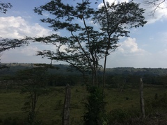 Psarocolius decumanus