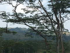 Psarocolius decumanus