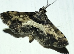 Nacoleia amphicedalis