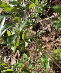 Anartia jatrophae