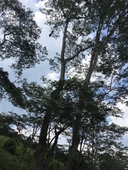 Psarocolius decumanus