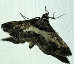 Nacoleia amphicedalis