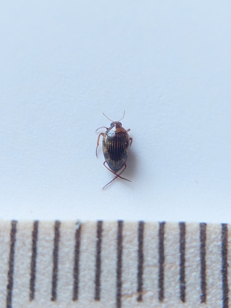 Haliplus ruficollis