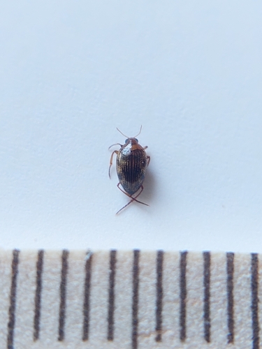 Haliplus ruficollis