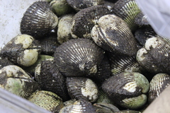 Tegillarca granosa