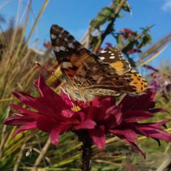 Vanessa cardui