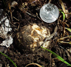 Hydnotryopsis setchellii