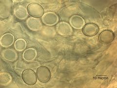 Hydnotryopsis setchellii