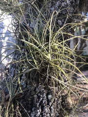 Tillandsia recurvata image