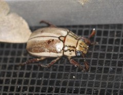 Anoplognathus abnormis