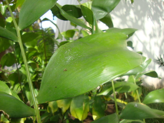 Ceratozamia euryphyllidia