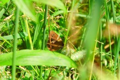 Aphantopus hyperantus