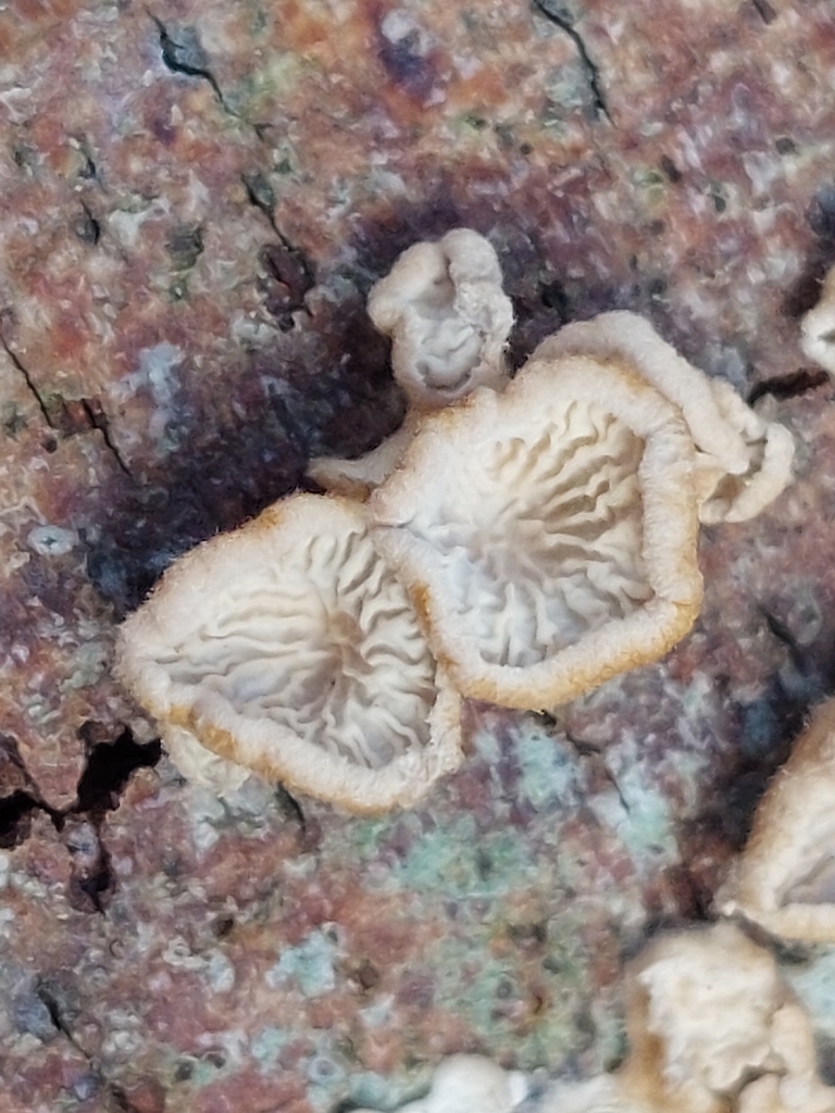 Plicatura crispa · March 2026 · photo: © westerbraenature (iNaturalist, cc0)
