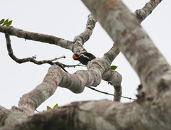 Melanerpes pulcher