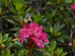 Bombus pyrenaeus