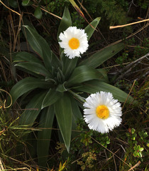 Celmisia semicordata