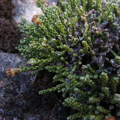 Helichrysum intermedium