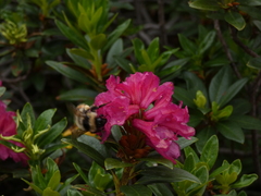 Bombus pyrenaeus