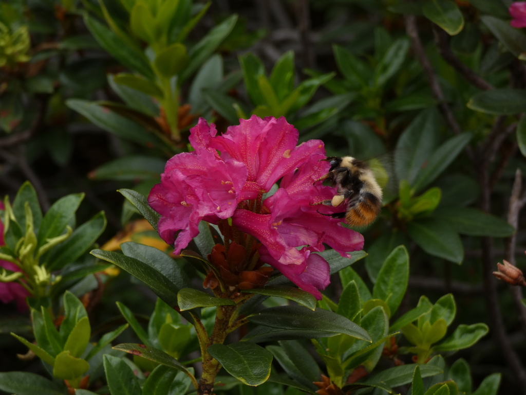 Pyrenean Bumblebee
