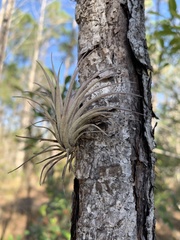 Tillandsia fasciculata