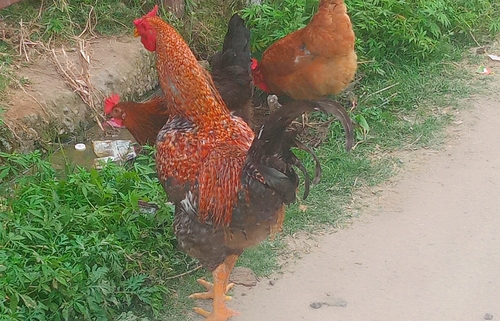 Red Junglefowl