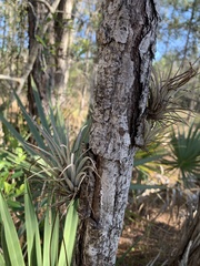 Tillandsia fasciculata