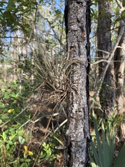 Tillandsia fasciculata