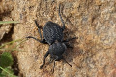Microschatia inaequalis