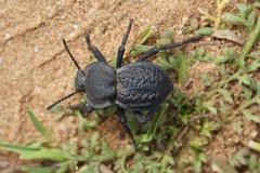 Microschatia inaequalis
