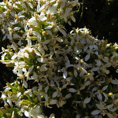 Olearia nummulariifolia