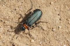 Lytta crotchii