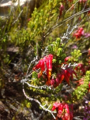 Erica monadelphia