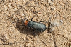 Lytta crotchii