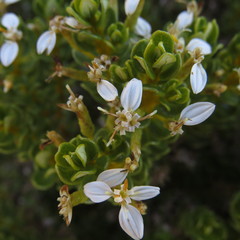Olearia nummulariifolia