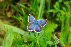 Plebejus argus