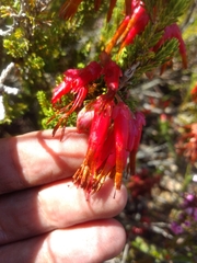 Erica monadelphia