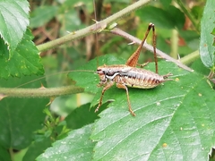 Pachytrachis gracilis