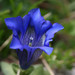 Gentians, Dogbanes, Madders, and Allies - Photo (c) Javier Sanchez Portero, some rights reserved (CC BY-SA)