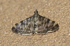 Dysallacta negatalis