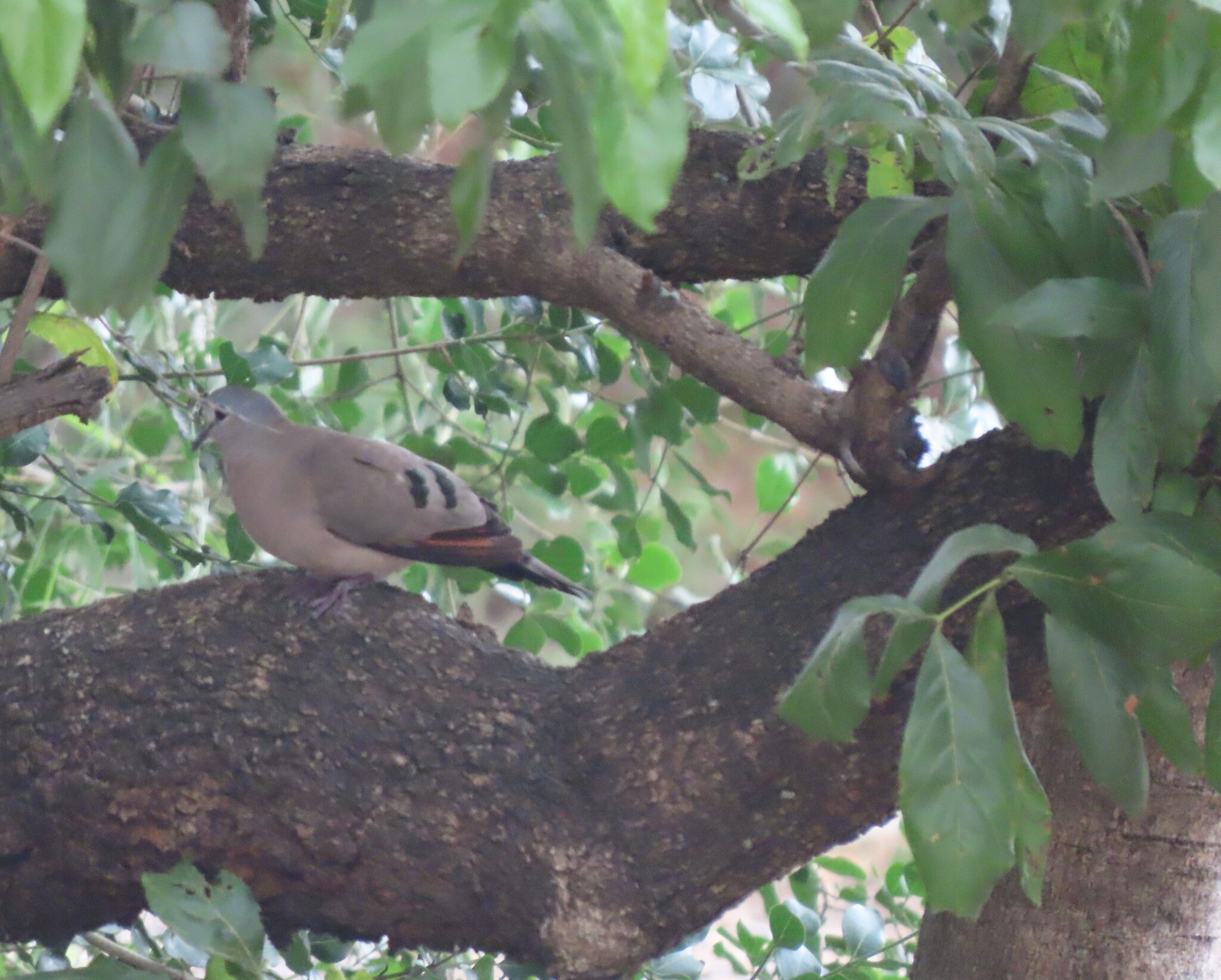 Emerald-spotted Wood Dove (Turtur chalcospilos), photo 4
