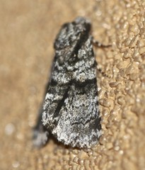 Cycloprora nodyna