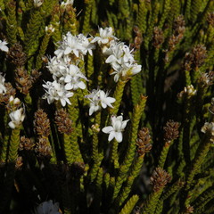 Veronica lycopodioides