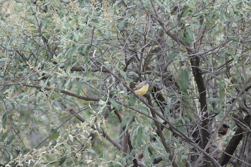 Cape Penduline Tit (Anthoscopus minutus), photo 10