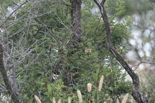 Cape Penduline Tit (Anthoscopus minutus), photo 7