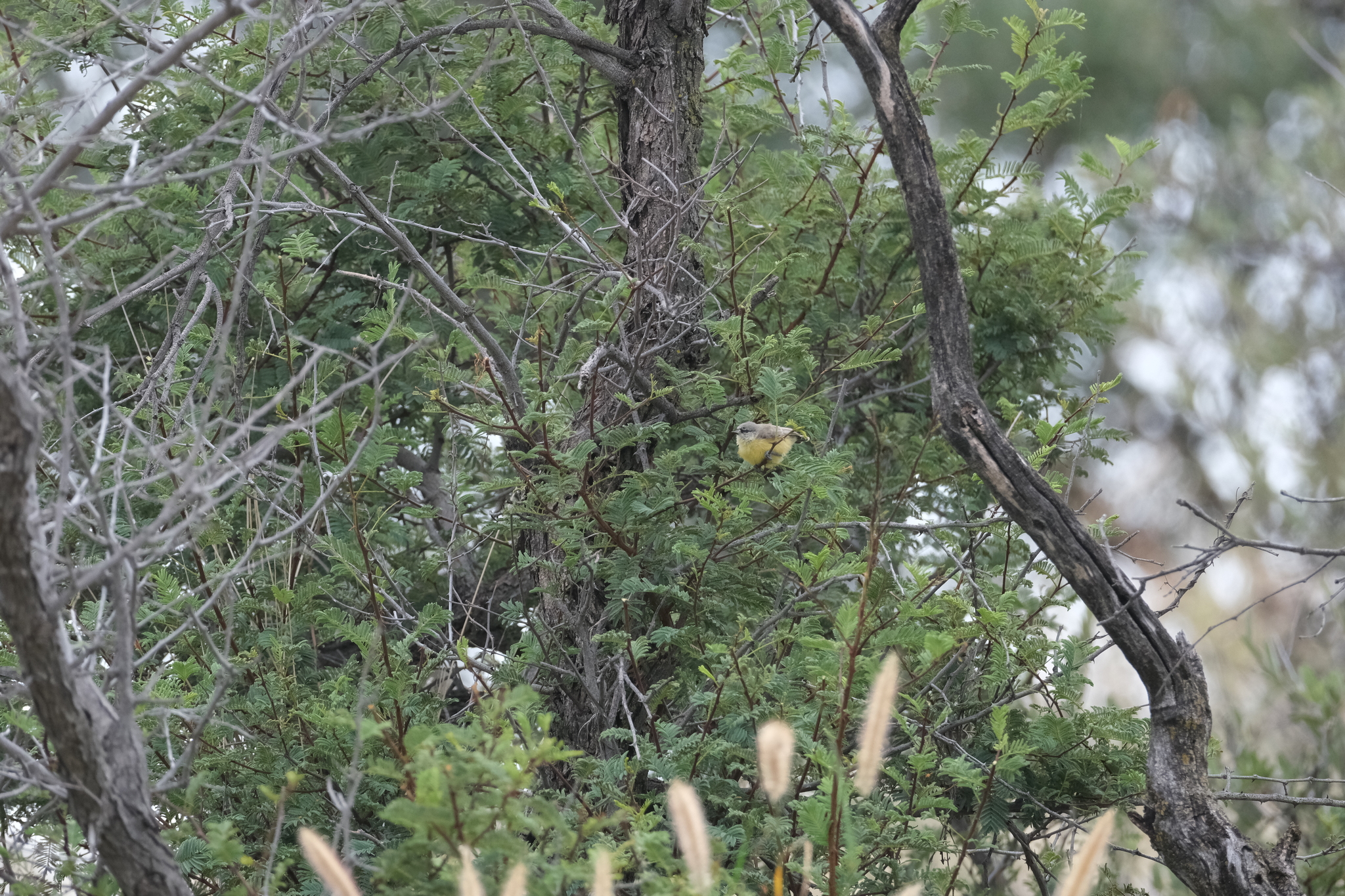 Cape Penduline Tit (Anthoscopus minutus), photo 9