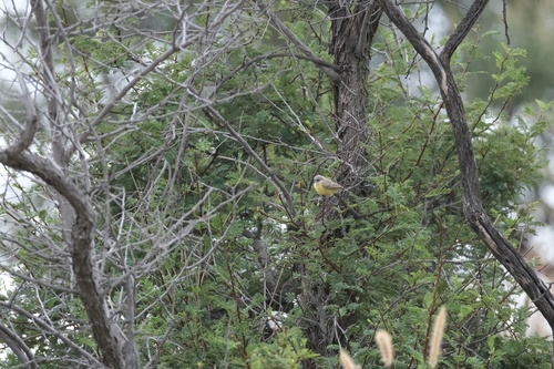 Cape Penduline Tit (Anthoscopus minutus), photo 8