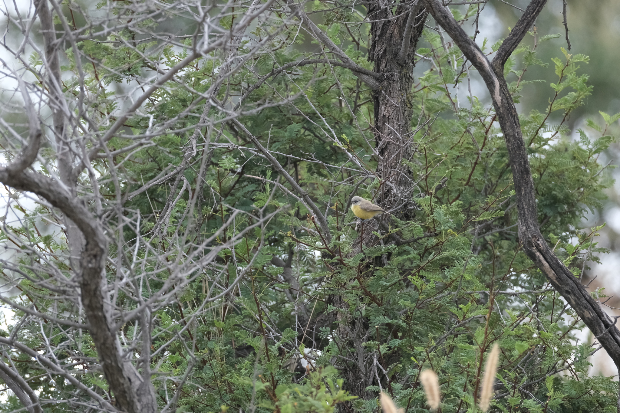 Cape Penduline Tit (Anthoscopus minutus), photo 10