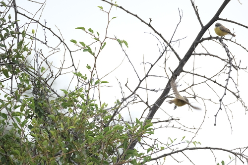 Cape Penduline Tit (Anthoscopus minutus), photo 9